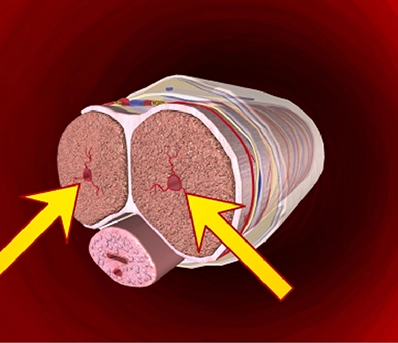 Strengthens Tissue